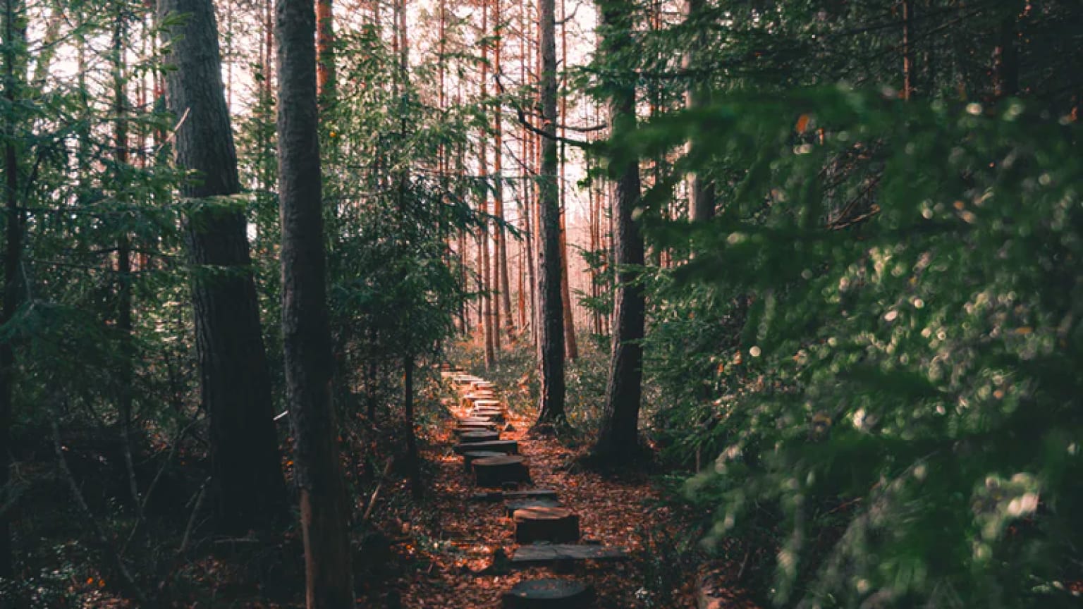 Employment history: a trail of success Employment history: a trail of success